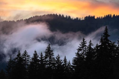 Baumsilouhetten-im-Sonnenuntergang