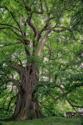 Im-Schatten-der-Stollenlinde-