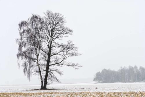 Ziemlich-beste-Freunde-