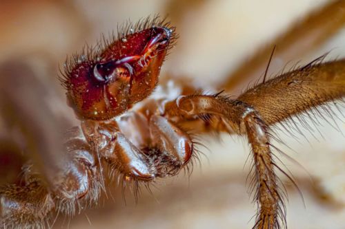 Fragment einer  toten Spinne