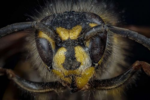 Kopf einer Wespe
