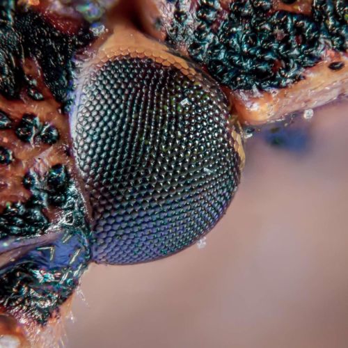 Auge der Wanze, ca. 16:1, Stack mit 195 Einzelaufnahmen, 0,0025 mm Schrittweite