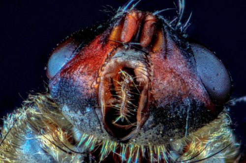 Kopf der Stubenfliege von unten, Stack mit 23 Fotos, Maßstab 8,6:1 mit Zerene Stacker