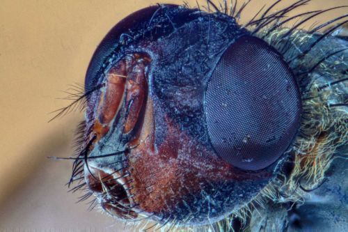 Kopf der Stubenfliege seitlich, Stack mit 21 Fotos, Maßstab 8,6:1 mit Zerene Stacker