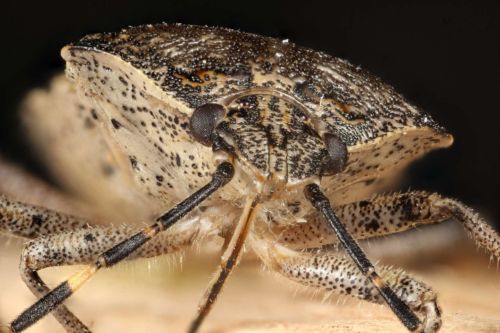 Wanze, Maßstab 5,4:1, Stack mit 68 Fotos mit Zerene Stacker