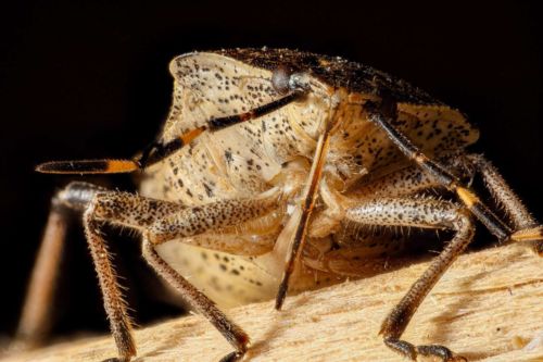 Wanze, Stack mit 48 Fotos, Maßstab 5,4:1 mit Zerene Stacker