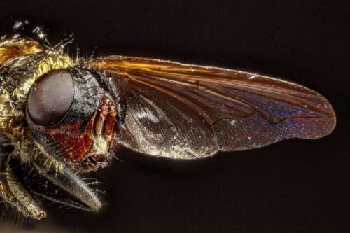 Stubenfliege, Stack mit 21 Fotos, Maßstab 5,4:1 mit Zerene Stacker