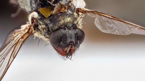 Stubenfliege, Stack mit 12 Fotos, Maßstab 3,5:1 mit Zerene Stacker