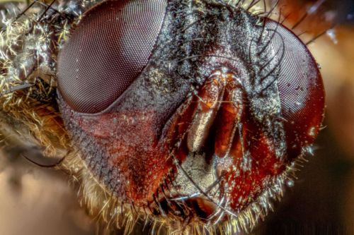 Kopf der Stubenfliege von vorn, Stack mit 24 Fotos, Maßstab 89,2:1 mit Zerene Stacker