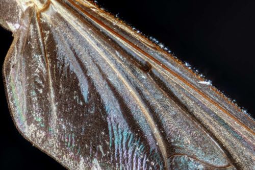 Flügel der Stubenfliege, Stack mit 31 Fotos, Maßstab 9,2:1 mit Zerene Stacker