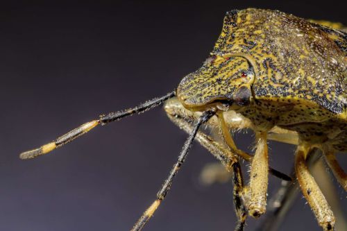 Wanze, Stack mit 17 Fotos in PS