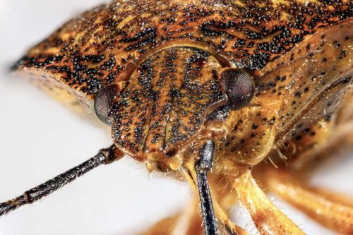 Wanze, Maßstab 5,4:1, Stack mit 21 Fotos in PS