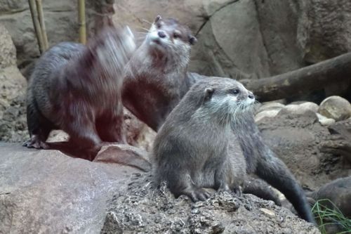 Otterspiele