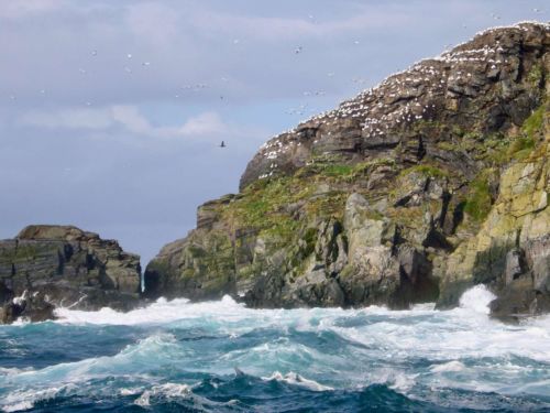Vogelinsel-bei-Starkwind