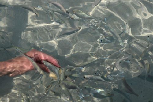 fressen-aus-der-Hand