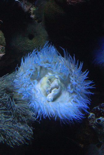 Seeanemone