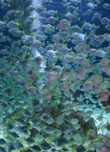 Rechts-und-Linksverkehr