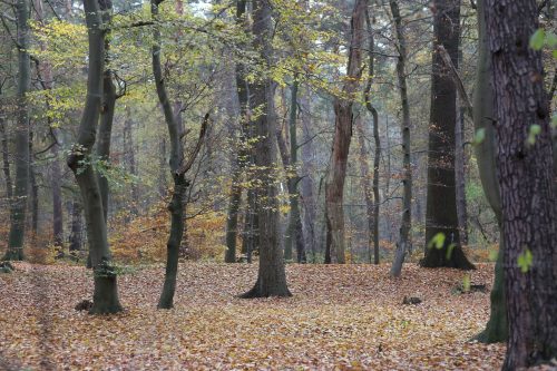 Herbst