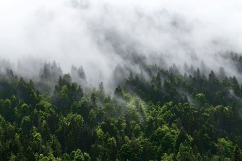 Morgennebel-im-Bergwald