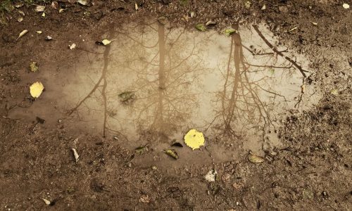Herbst-Reflexion