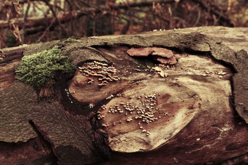 Moos-und-Pilz-fuehren-an