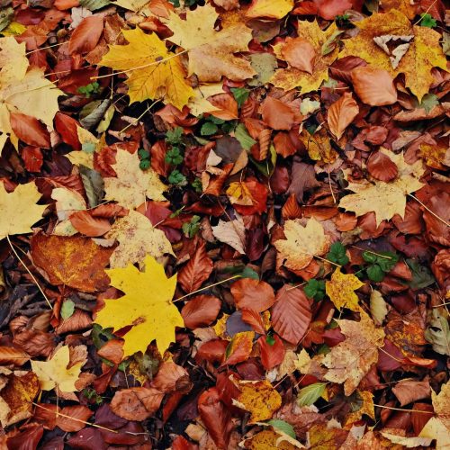 Potpourri-der-Jahreszeit