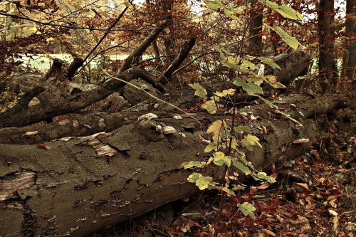 Ruhende-Buche