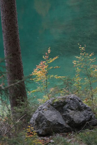 Junger-Baum-am-Wasser