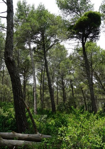 Urwald