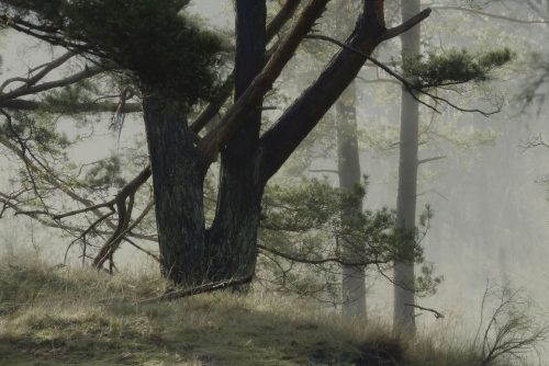 Morgennebel