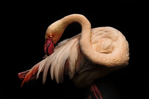 Pretty-Flamingo