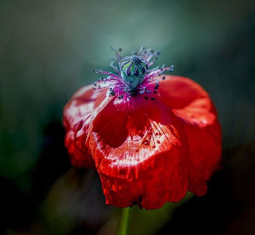 Die-kleine-Königin