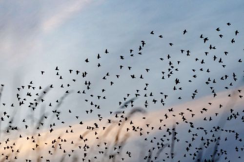 Anflug auf den Schlafplatz